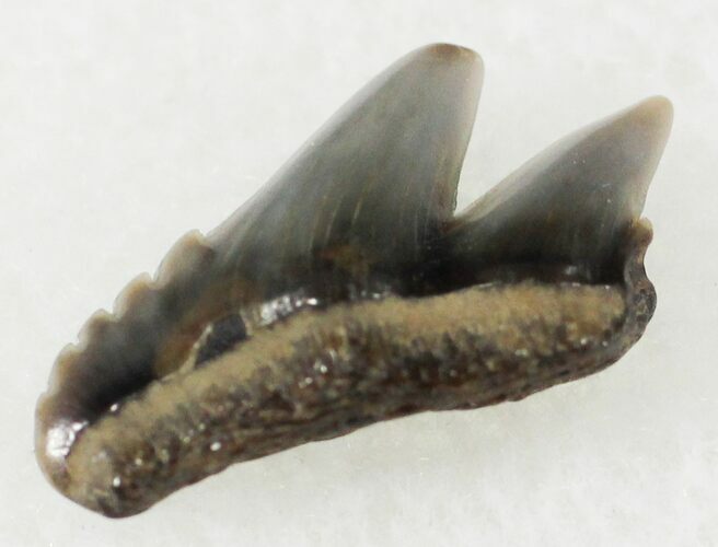 Fossil Cow Shark (Notorynchus) Tooth - Maryland #24275